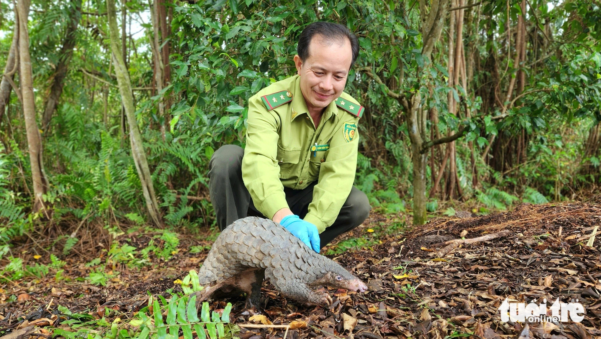 Rare Javan pangolin returned to the wild after special care in Ho Chi Minh City