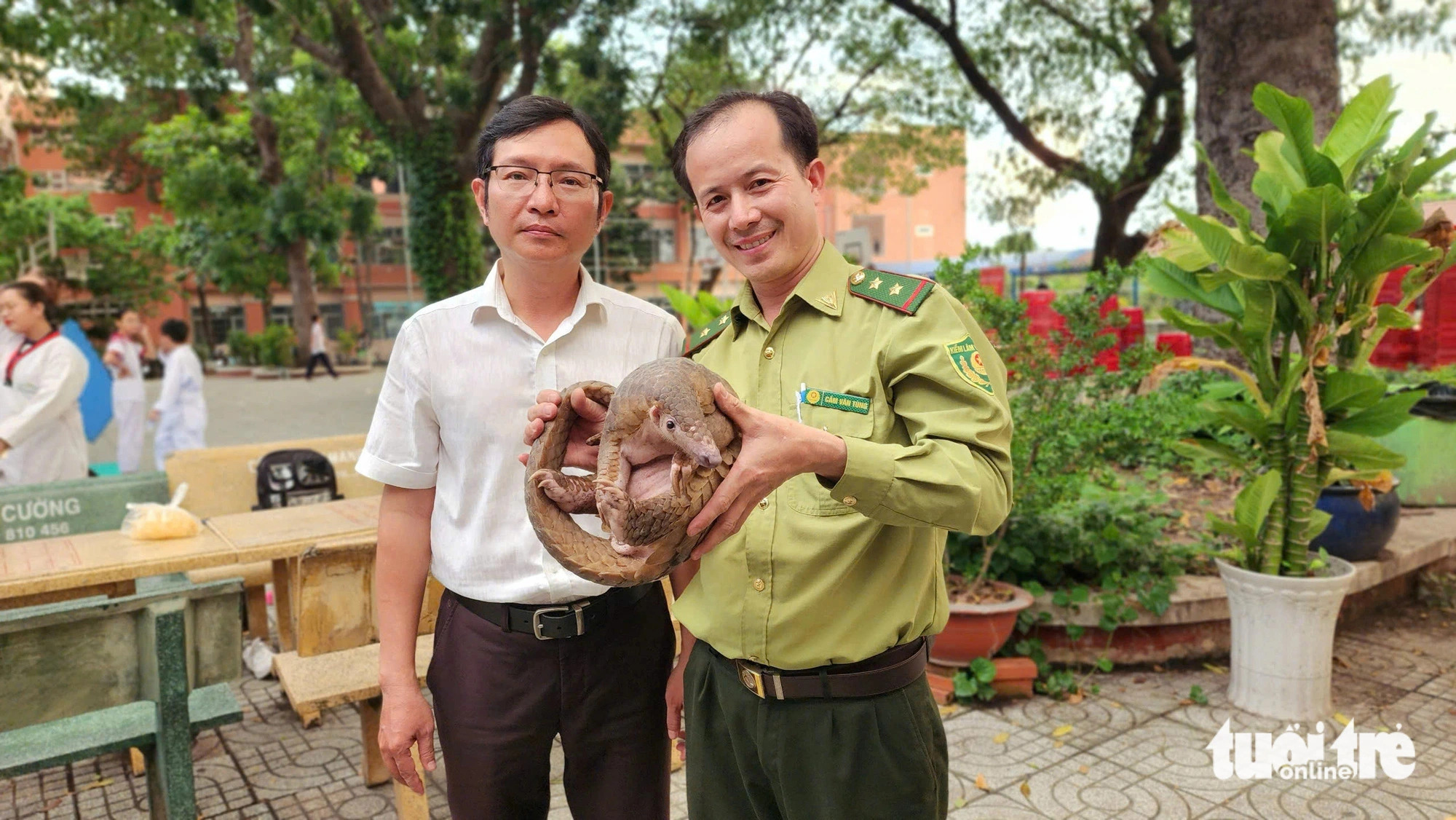 During the school's flag-raising ceremony, the pangolin was presented to students to educate them about wildlife conservation. Many students were amazed to see a pangolin for the first time, according to the school principal Tran Minh Triet. Photo: Ngoc Khai / Tuoi Tre