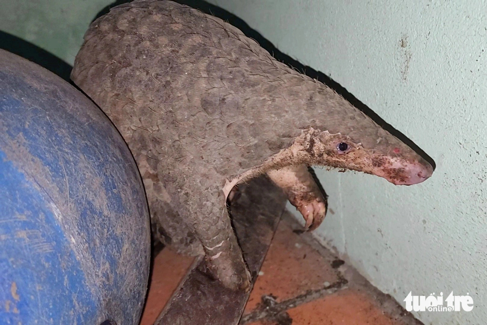 The rescued Javan pangolin was taken to the wildlife rescue station of Ho Chi Minh City for care before being released back into the wild. According to staff at the station, the pangolin initially ate very little but gradually returned to a normal feeding routine after a few days. Photo: Ngoc Khai / Tuoi Tre