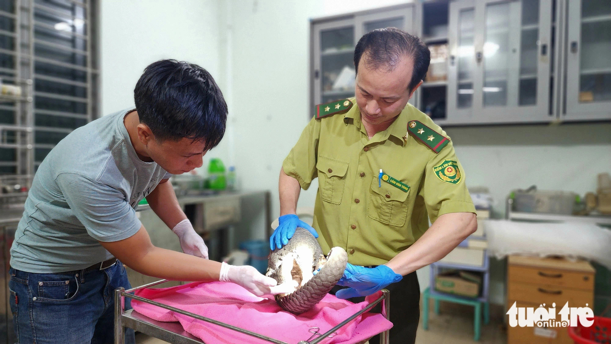 The Javan pangolin undergoes a health check before being released into U Minh Thuong National Park. Forest rangers confirmed that the pangolin was in good health and well-prepared to adapt to the natural environment of the park. Photo: Ngoc Khai / Tuoi Tre