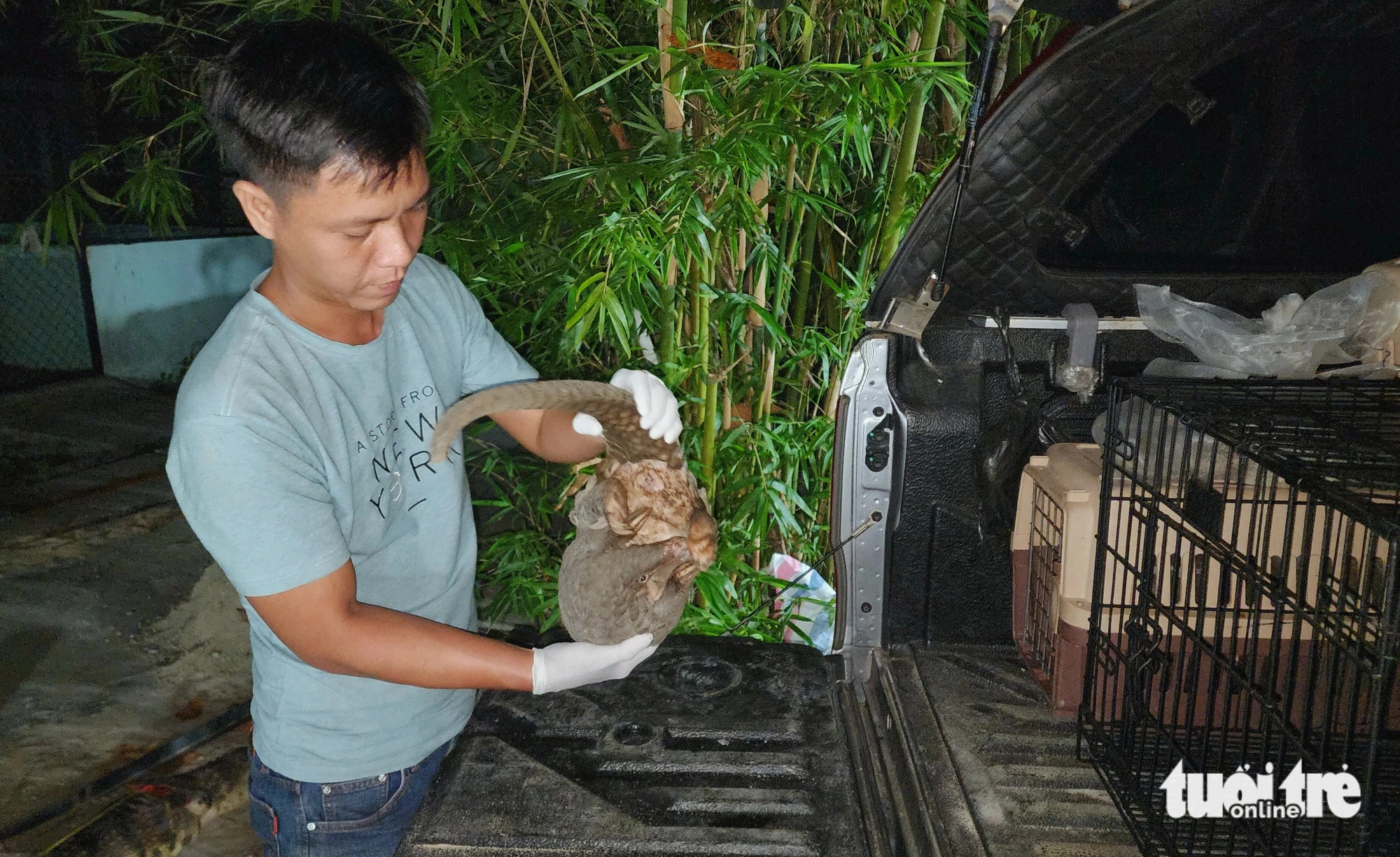 The Java pangolin, along with 42 other wild animals of various species, was transported from the wildlife rescue station in Ho Chi Minh City’s Cu Chi District to U Minh Thuong National Park in Kien Giang Province, southern Vietnam early on December 26, 2024. Photo: Ngoc Khai / Tuoi Tre