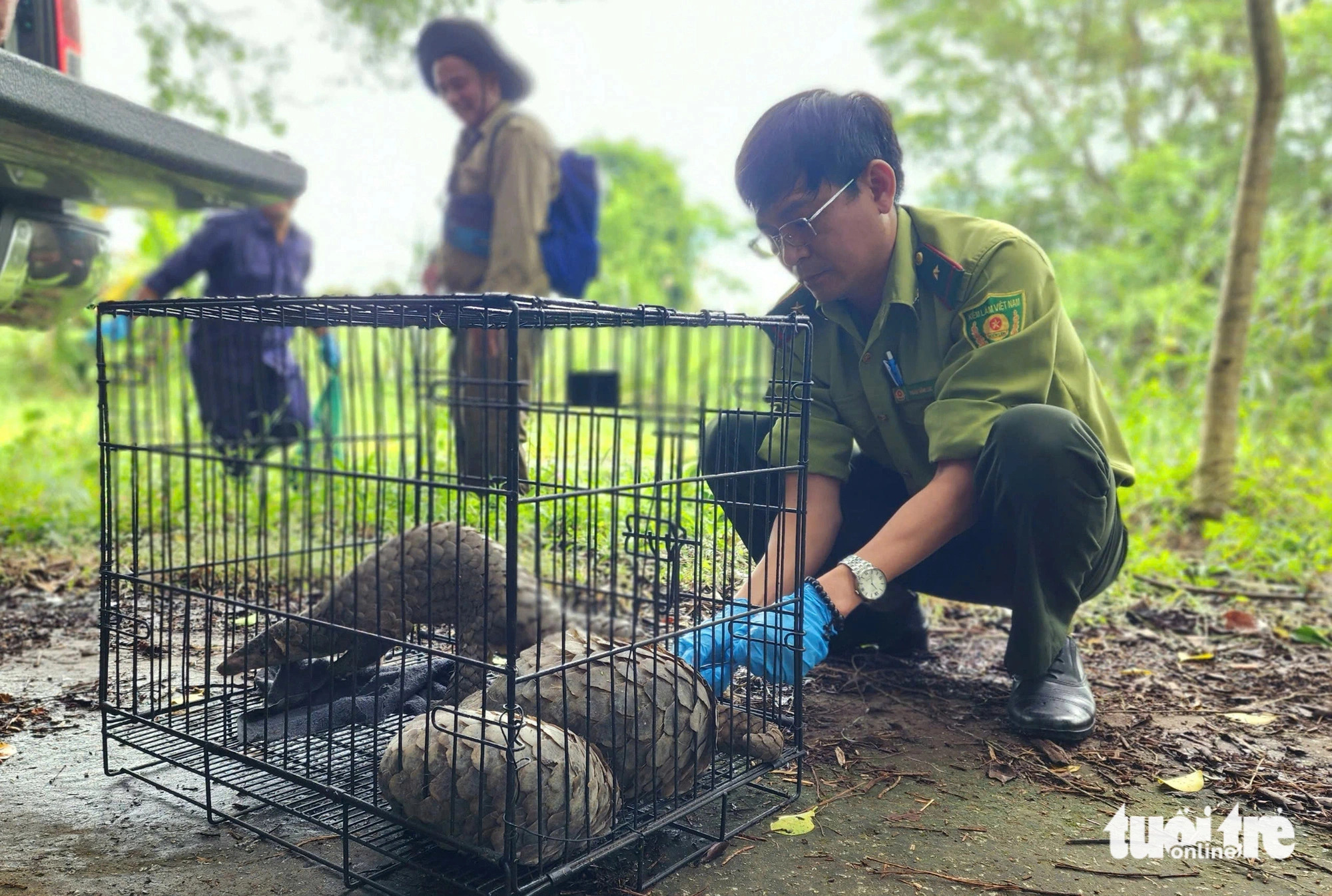 The wild animals were successfully transported to U Minh Thuong National Park by noon on December 26, after traveling a distance of some 280km. Photo: Ngoc Khai / Tuoi Tre