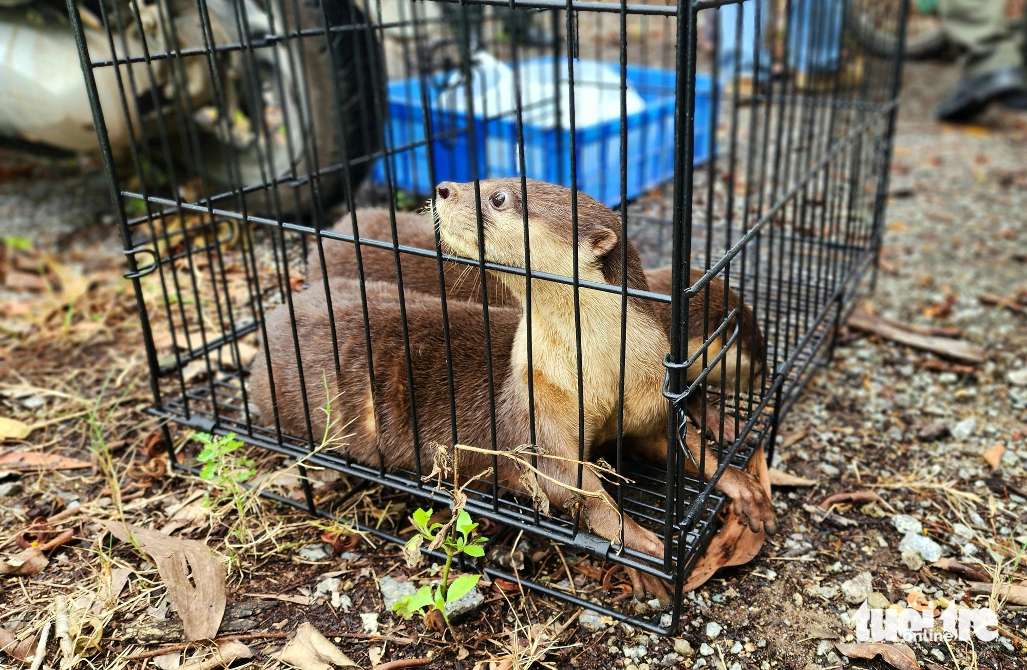 The wild animals were successfully transported to U Minh Thuong National Park by noon on December 26, after traveling a distance of some 280km. Photo: Ngoc Khai / Tuoi Tre