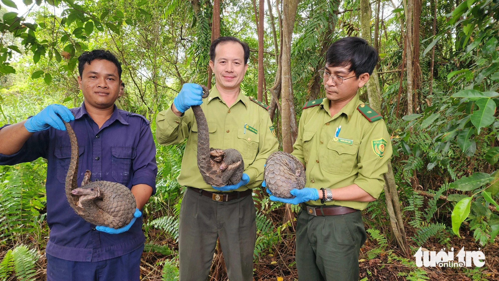 The release at U Minh Thuong National Park included three Javan pangolins, one of which was the pangolin found at Nguyen An Ninh Secondary School. Another, weighing approximately 5kg, was discovered by Nguyen Viet Thuan from District 12 at a vacant plot of land near a housing construction site in Long Truong Ward, Thu Duc City. Photo: Ngoc Khai / Tuoi Tre