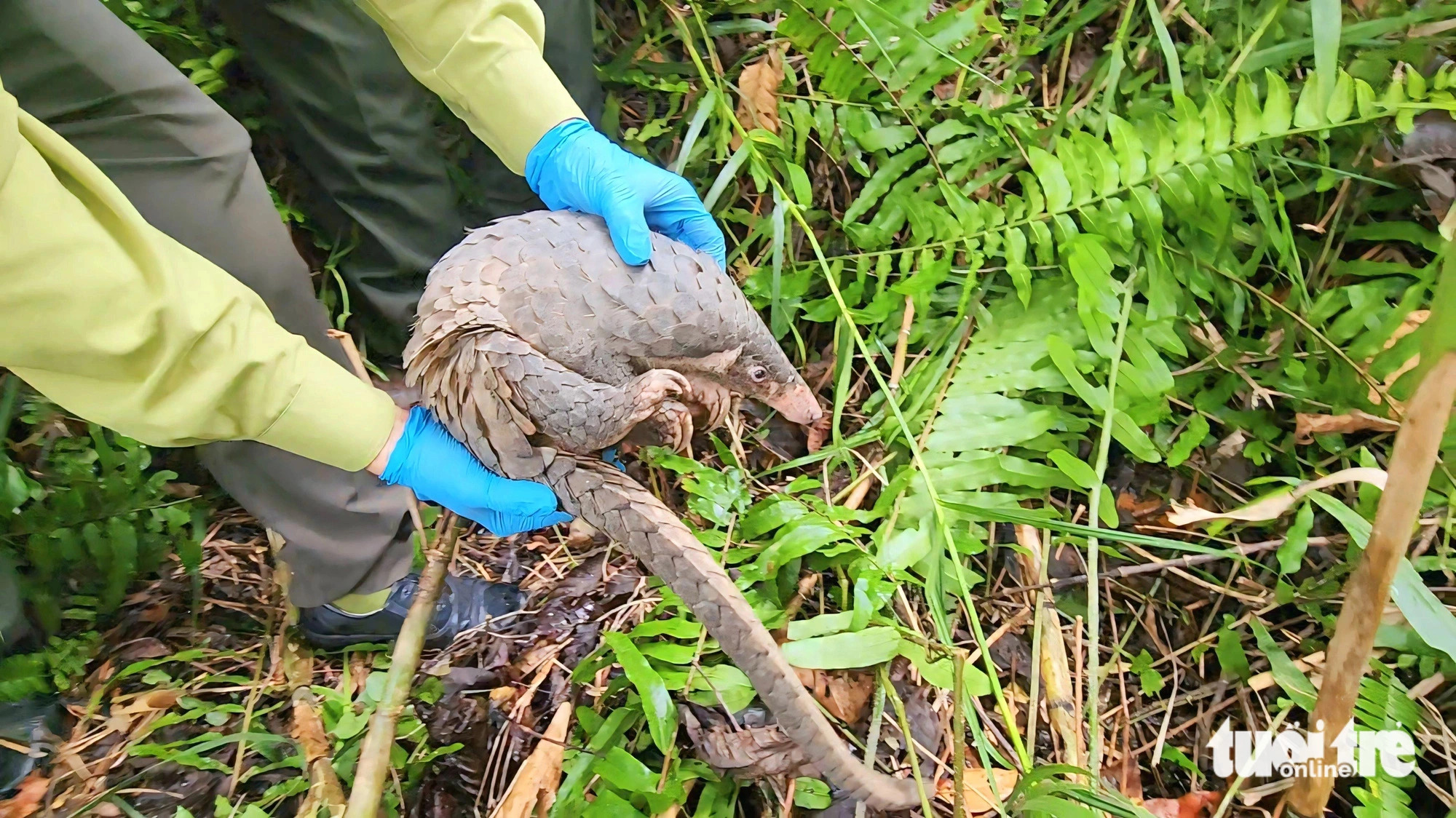 Shortly after being released into U Minh Thuong National Park, the Javan pangolin quickly crawled into dense bushes. Tran Minh Triet, principal of Nguyen An Ninh Secondary School, expressed his happiness after learning that the pangolin he handed over to forest rangers remains healthy and had been released into the wild. Triet shared that the school would continue educating students and parents about wildlife protection. Photo: Ngoc Khai / Tuoi Tre