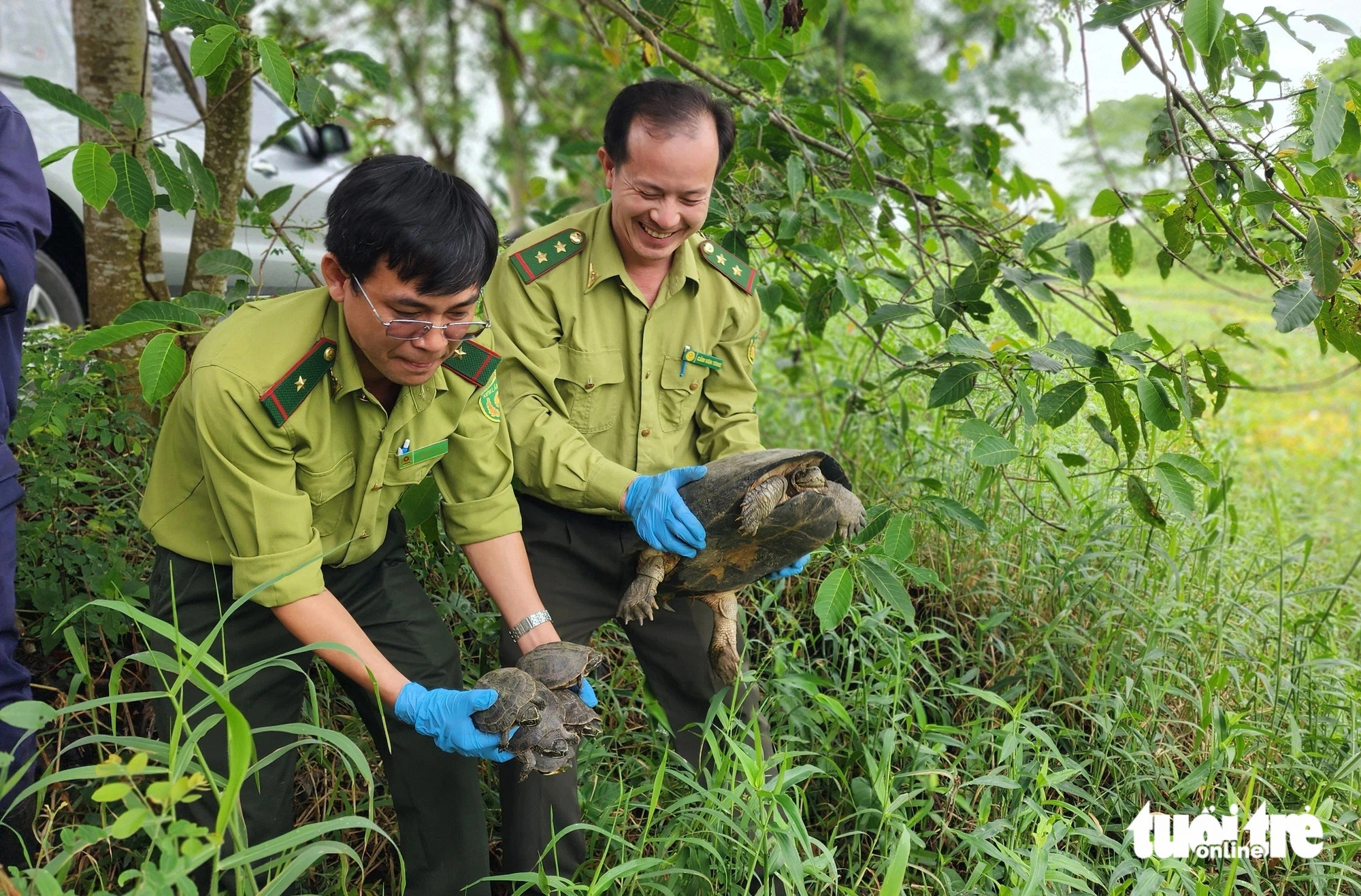 Forest rangers release turtles, pythons, and monkeys into U Minh Thuong National Park. Photo: Ngoc Khai / Tuoi Tre