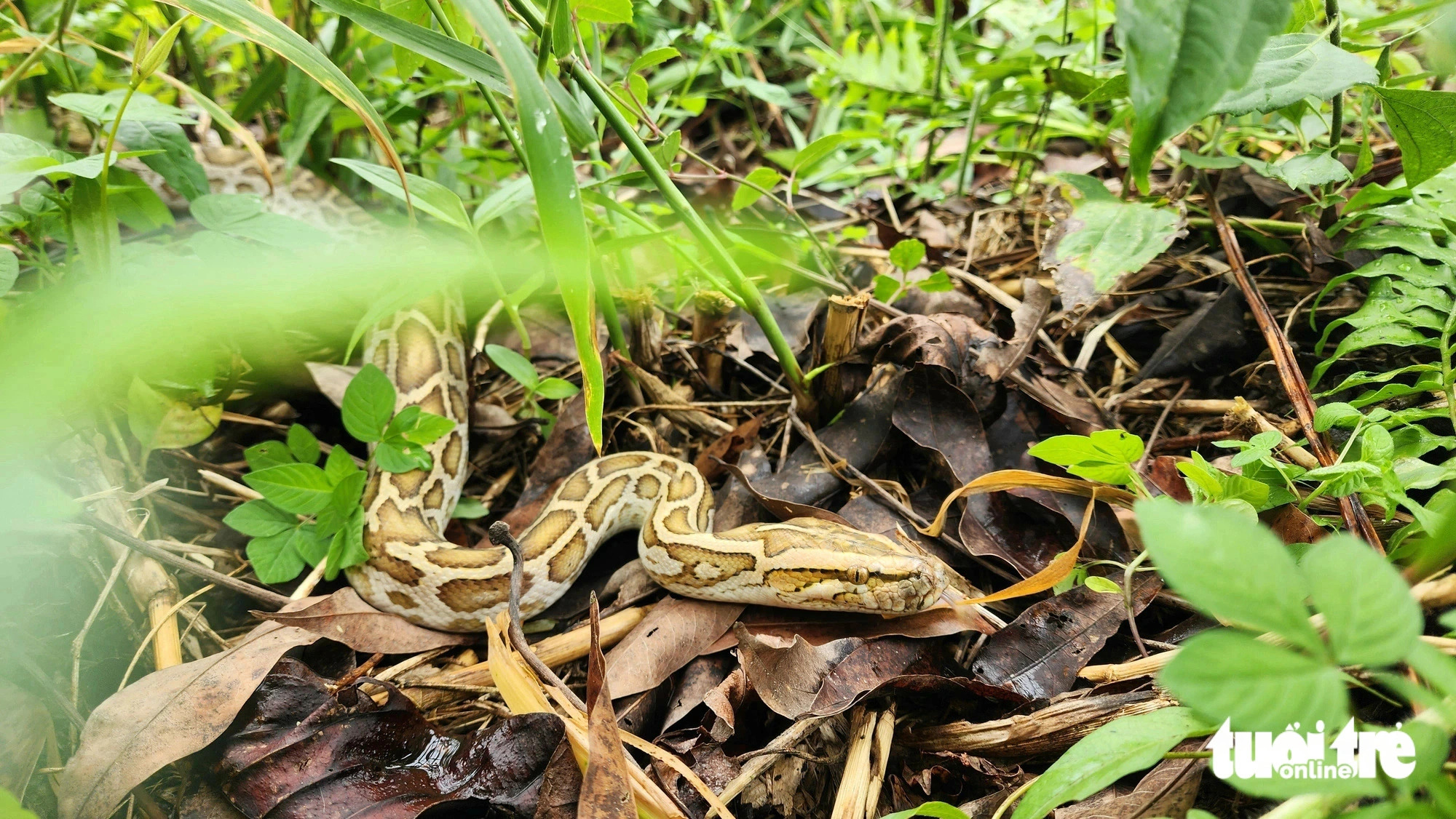 Forest rangers release turtles, pythons, and monkeys into U Minh Thuong National Park. Photo: Ngoc Khai / Tuoi Tre