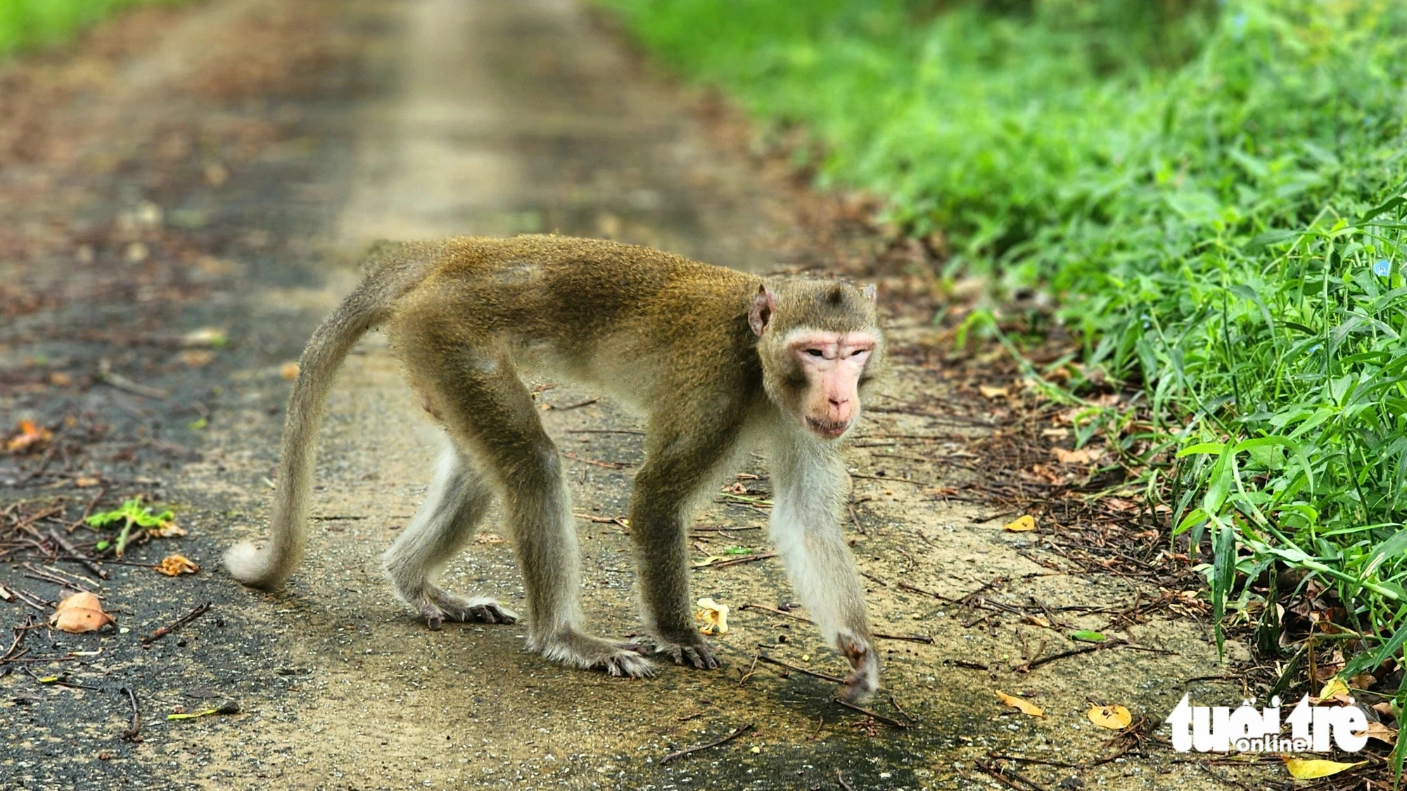 Forest rangers release turtles, pythons, and monkeys into U Minh Thuong National Park. Photo: Ngoc Khai / Tuoi Tre