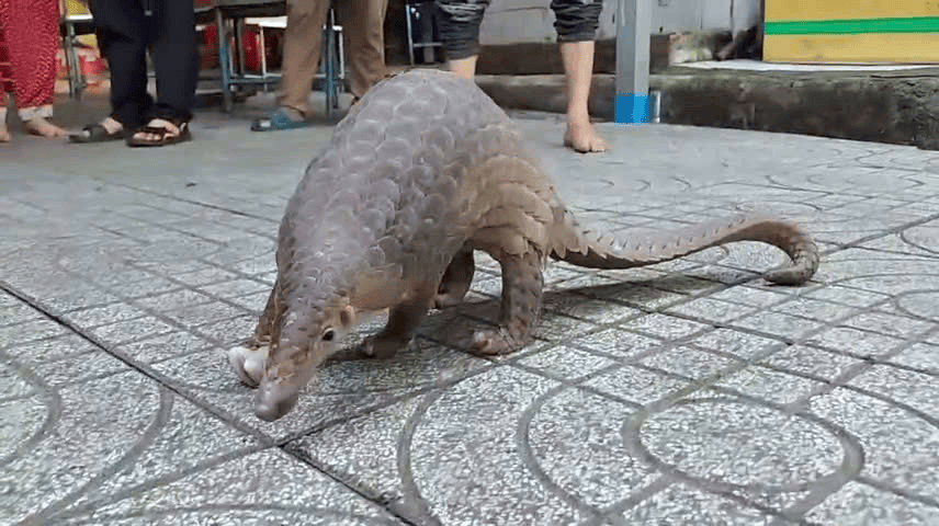 On the rainy night of October 20, 2024, the 4.5kg Javan pangolin was found by Nguyen An Ninh Secondary School guards. Recognizing its rarity, the school principal, Tran Minh Triet, ensured the animal was kept safe overnight and handed it over to the Ho Chi Minh City Forest Protection Department the following morning. Photo: Supplied