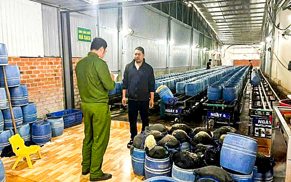 Police inspect a bean sprout production facility in Dak Lak Province, located in the Central Highlands. Photo: Sy Duc / Tuoi Tre