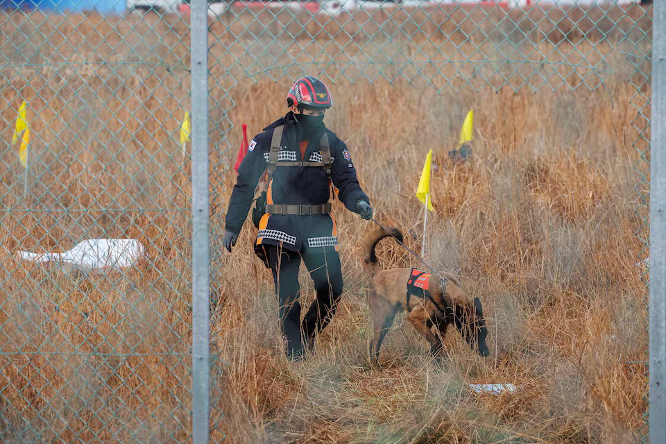 [11/11]A worker and a dog operate at the site where an aircraft went off the runway and crashed at Muan International Airport, in Muan, South Korea, December 30, 2024. Photo: Reuters