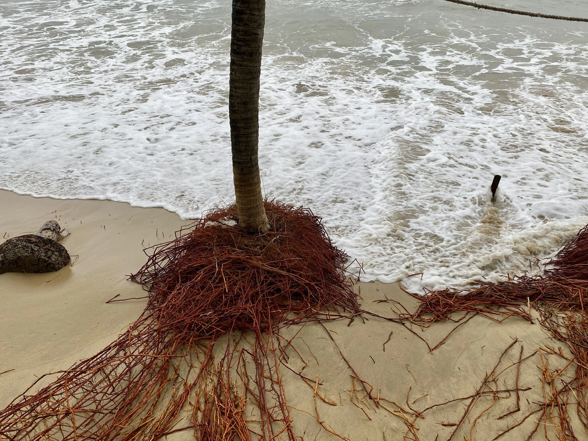 Coconut trees along a beach in Da Nang City face a risk of being swept away. Photo: Truong Trung / Tuoi Tre