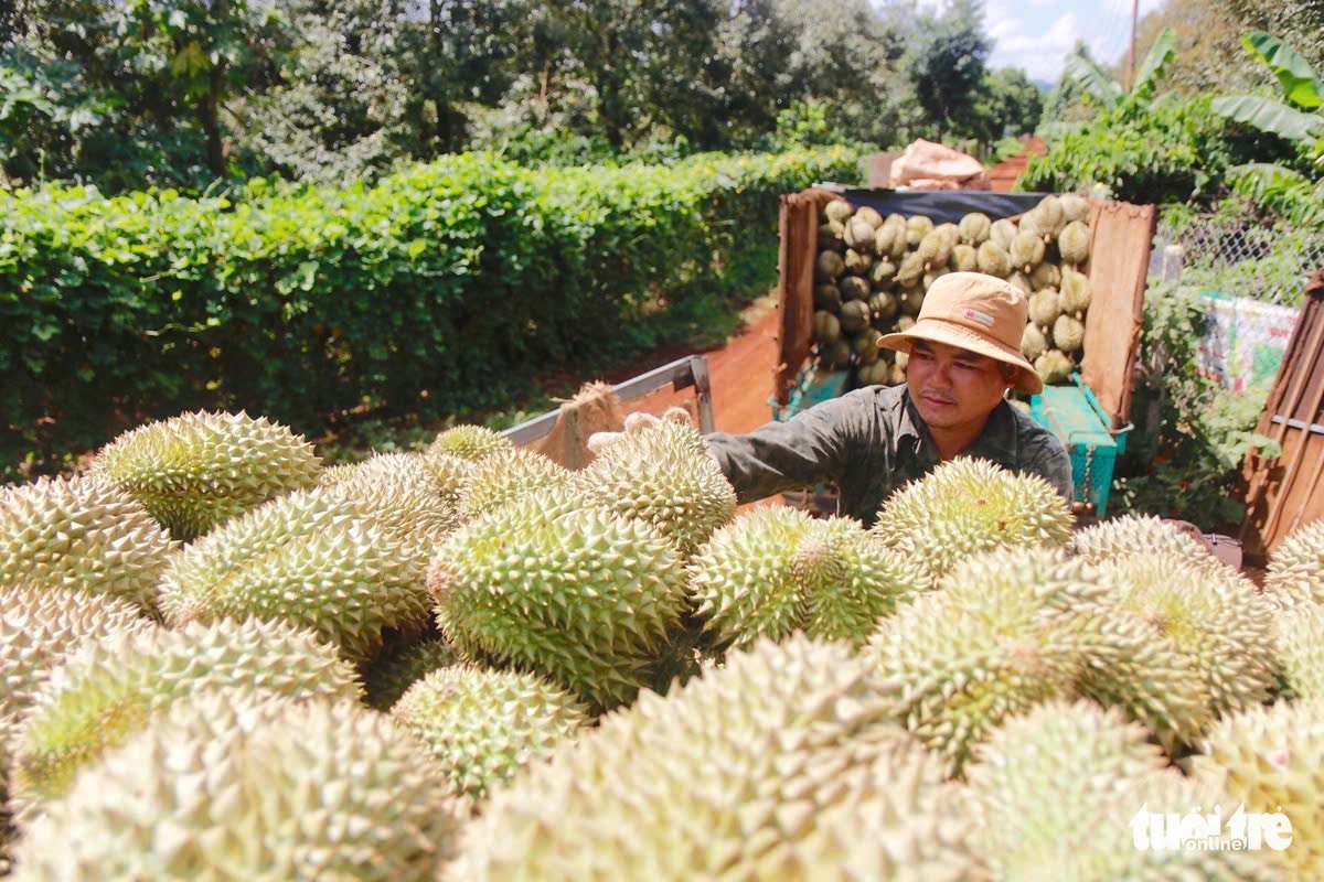 Durian farming a profitable business for Vietnamese firm in Laos