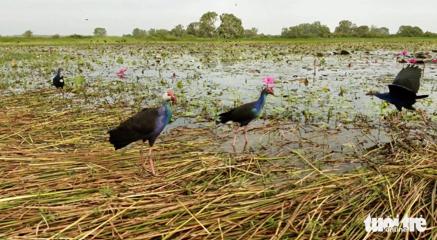 Tram Chim National Park in Dong Thap Province is home to various species of birds. Photo: Dang Tuyet / Tuoi Tre