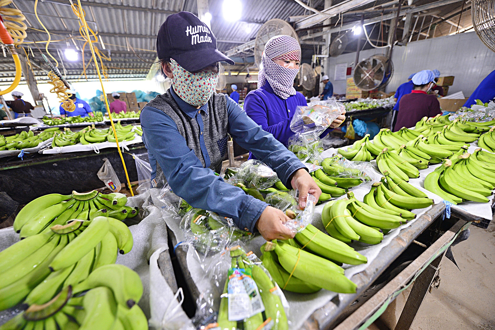 Vietnam sets new records for agricultural exports in 2024