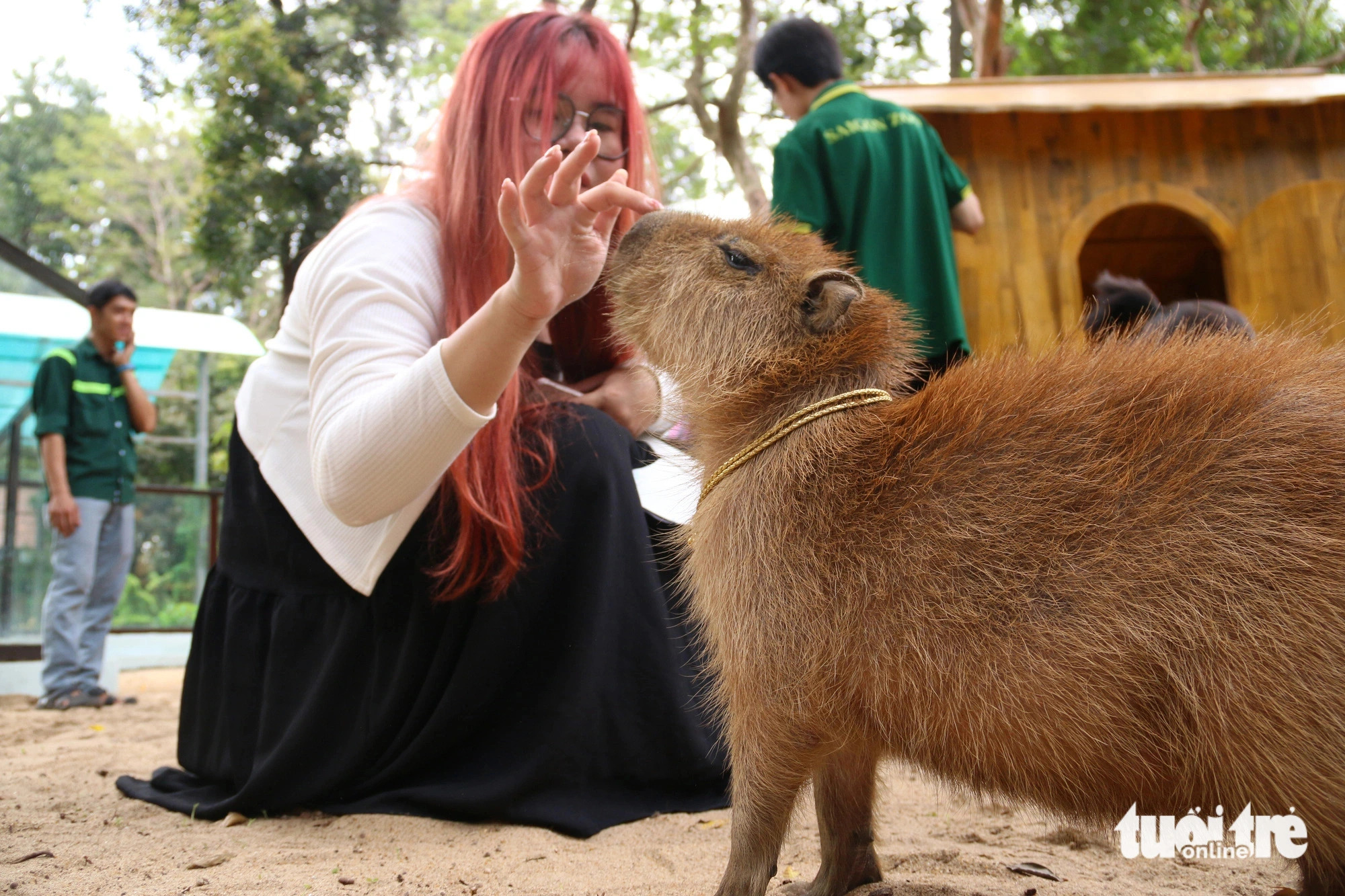 A visitor pets one of the four newly-debuted capybaras at the Saigon Zoo and Botanical Gardens in downtown Ho Chi Minh City. Photo: Bui Nhi / Tuoi Tre