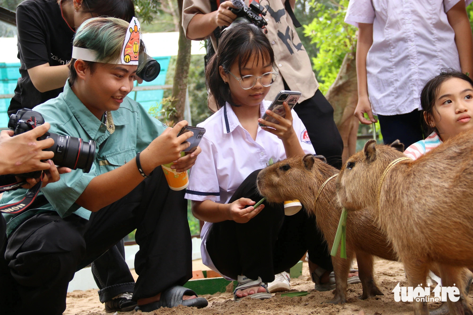 The capybara quartet Phu, Quy, Cat, and Tuong has become ‘rising stars’ at the Saigon Zoo and Botanical Gardens. Photo: Bui Nhi / Tuoi Tre