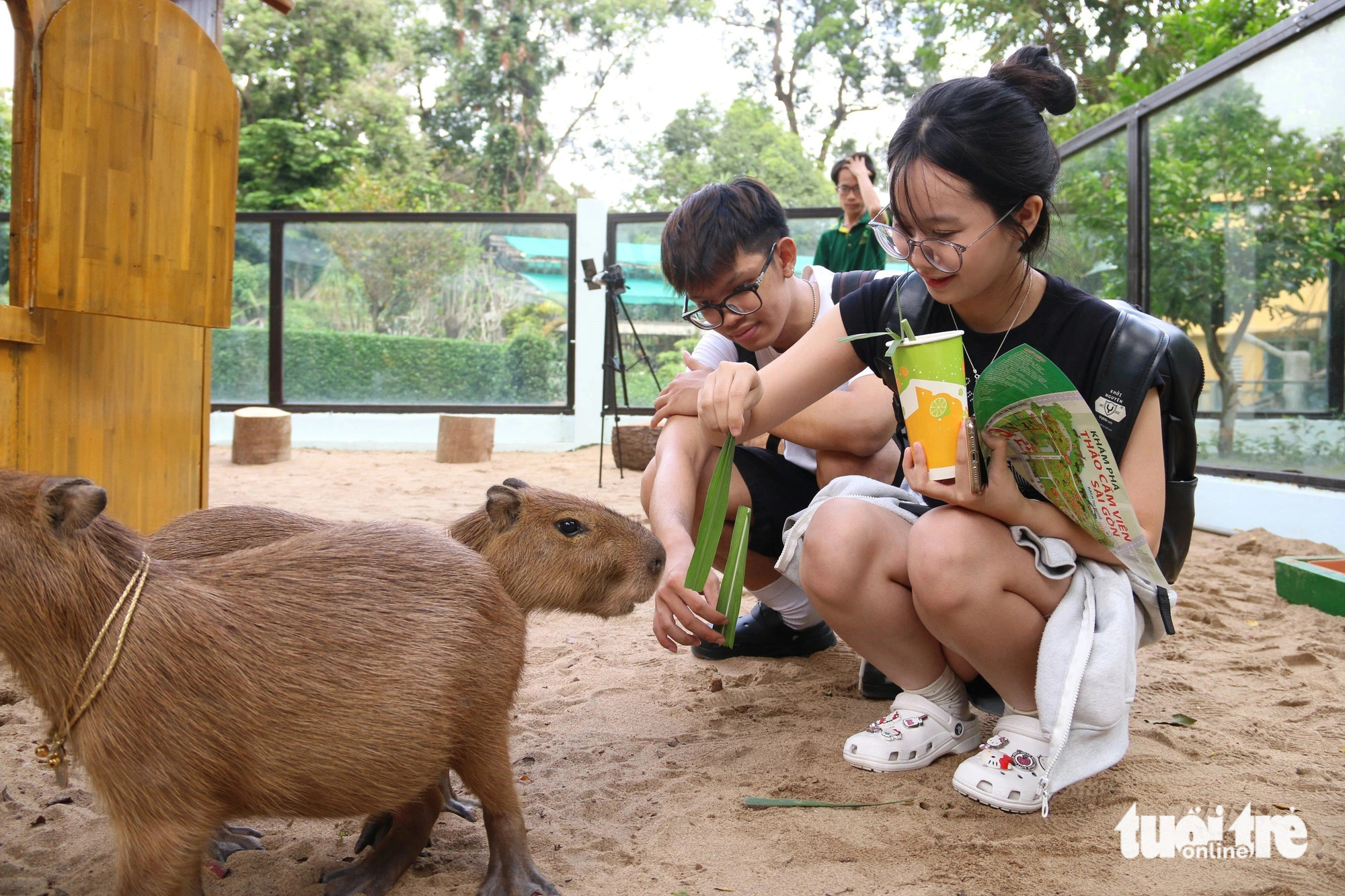 Tan Tai, a 20-year-old resident in Tan Phu District, Ho Chi Minh City, is a big fan of capybaras. In this photo, Tai (L) is seen feeding the capybaras at the Saigon Zoo and Botanical Gardens. Photo: Bui Nhi / Tuoi Tre