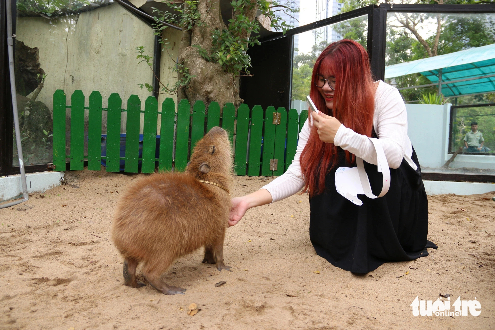 Cat, a female capybara, loves getting her neck scratched. Photo: Bui Nhi / Tuoi Tre