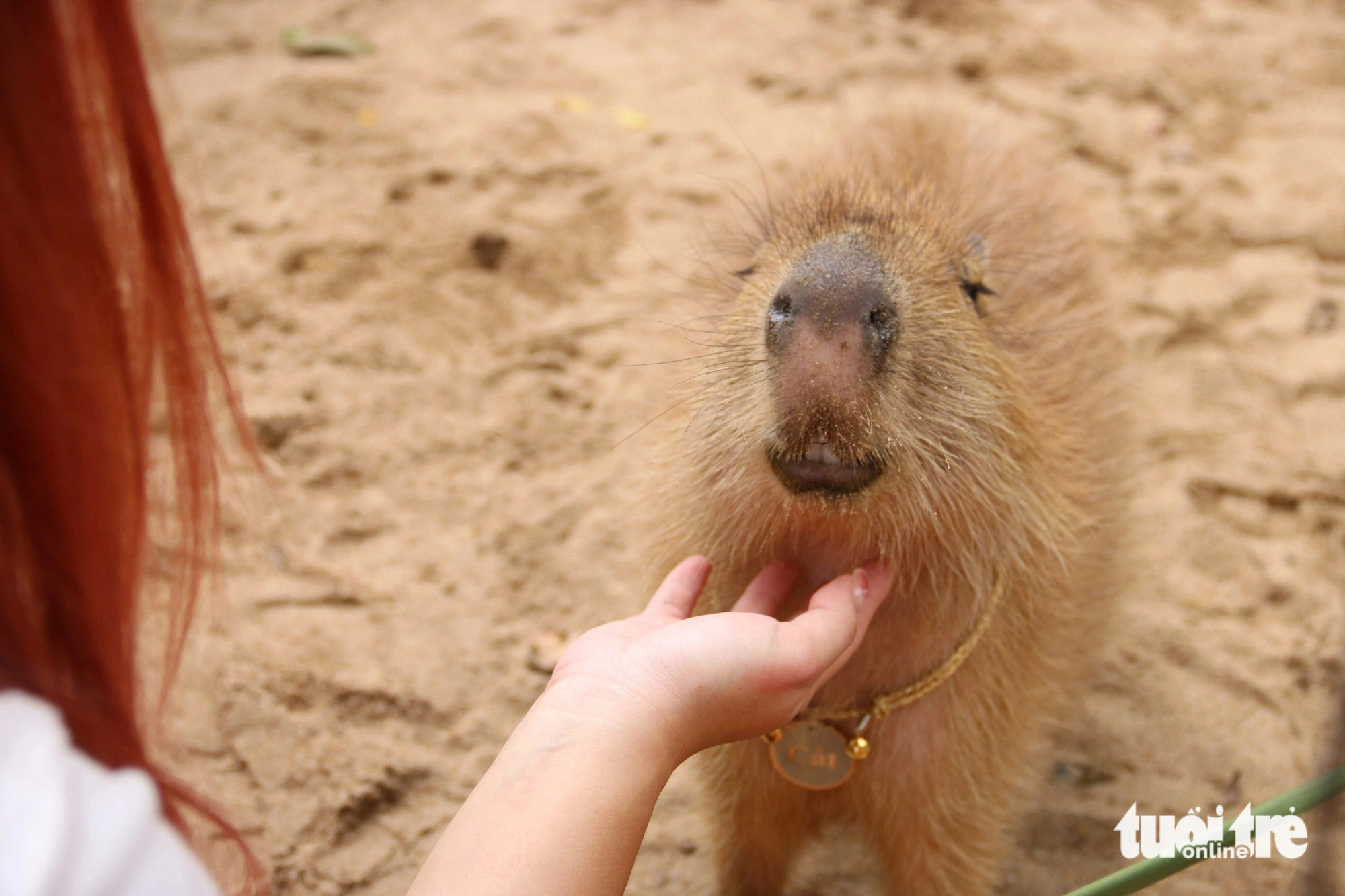 Cat fluffs up her fur and stands still whenever scratched, letting visitors do as they please. Photo: Bui Nhi / Tuoi Tre