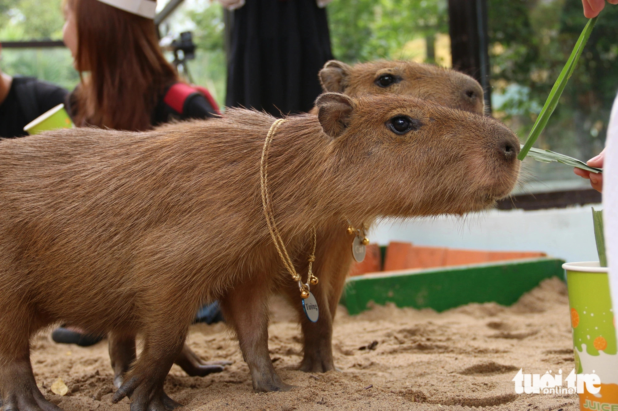 4 capybaras make their public debut at Saigon zoo