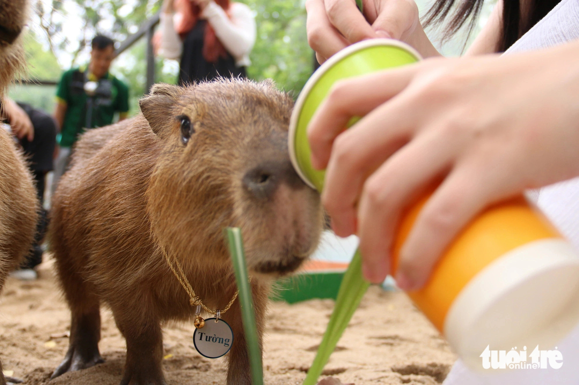 Capybaras are herbivores. Photo: Bui Nhi / Tuoi Tre