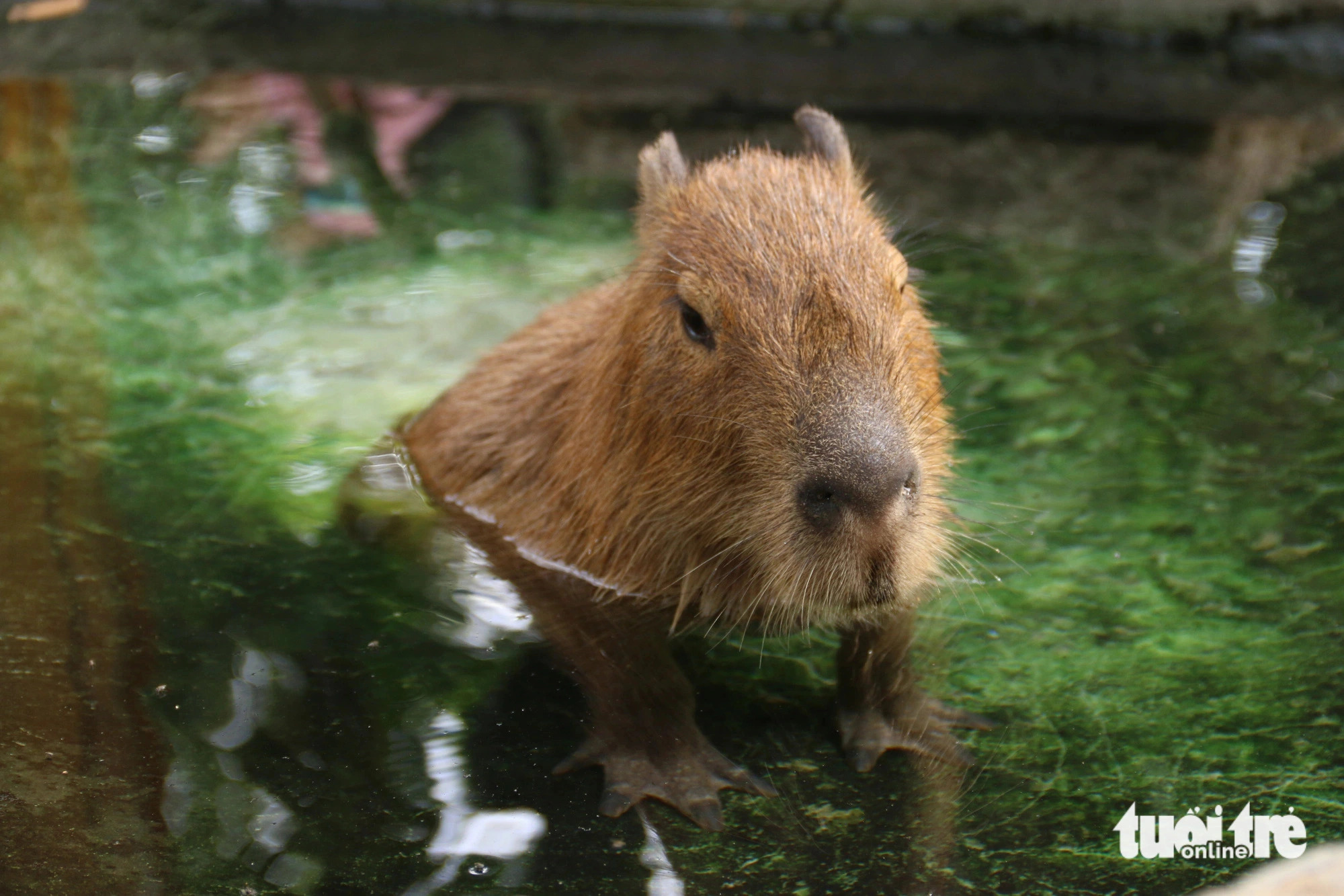 Capybaras enjoy humid areas and often soak in water. Photo: Bui Nhi / Tuoi Tre