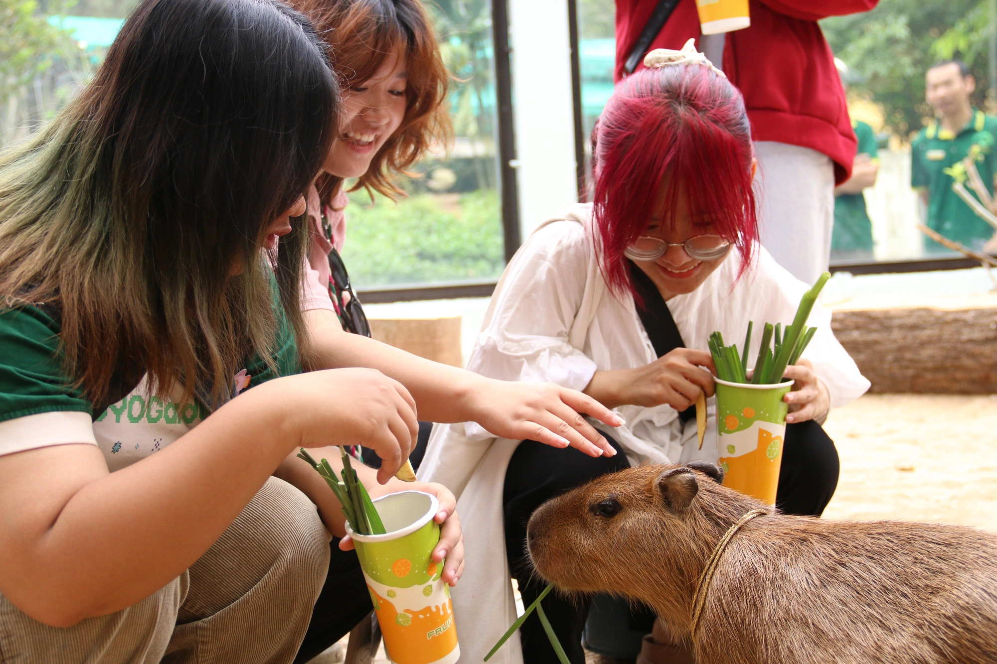 Visitors delight in interacting with the capybara quartet Phu, Quy, Cat, and Tuong at the Saigon Zoo and Botanical Gardens. Photo: Bui Nhi / Tuoi Tre