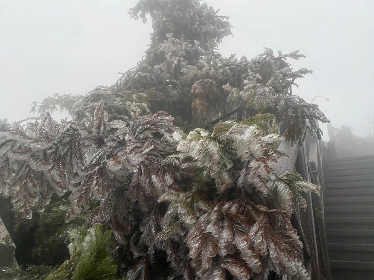 A tree’s foliage covered with frost in an area on top of Fansipan, Vietnam’s highest peak, in Sa Pa Town, Lao Cai Province, northern Vietnam. Photo: Supplied