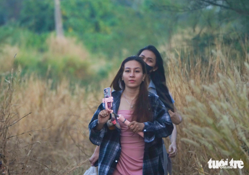 Tourists walk through a reed field for photoshoots on Phu Quoc Island. Photo: Chi Cong / Tuoi Tre