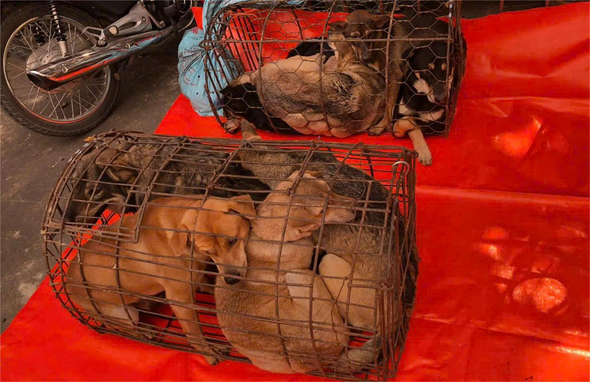 Stolen dogs in a recently-busted dog theft ring in Thanh Hoa Province, north-central Vietnam. Photo: Supplied