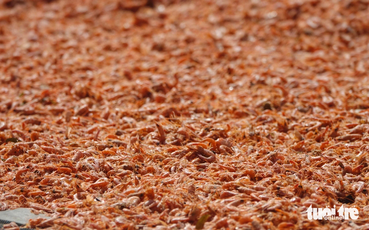 Dien sells dried shrimp at VND350,000-550,000 (US$13.8-21.7) per kilogram. Photo: Chi Cong / Tuoi Tre