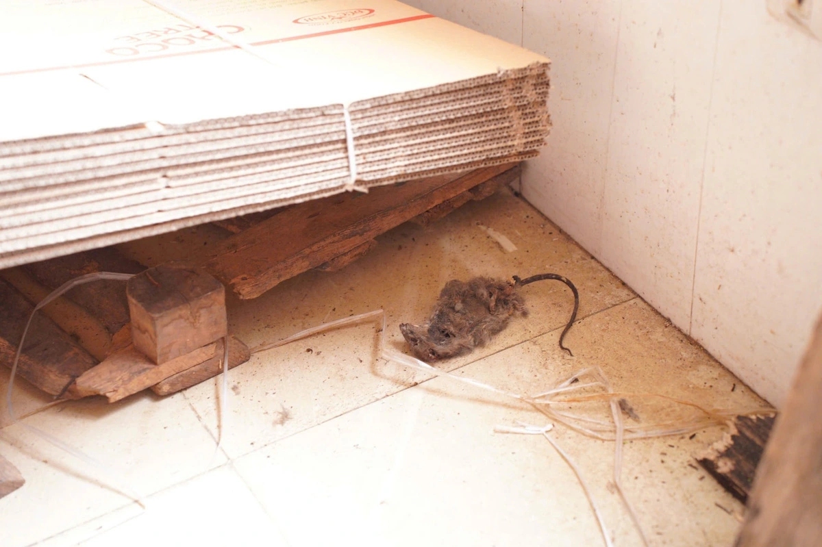 The inspection team found rat carcasses in the production area of Duc Vinh Food Technology and Trading Joint Stock Company in Hanoi. Photo: T.Trang / Tuoi Tre