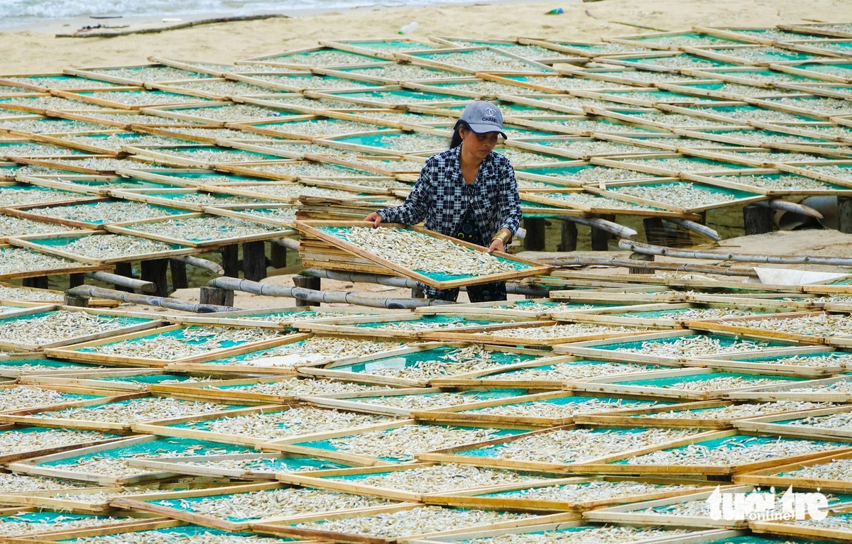 A resident dries anchovies in Phu Quoc City. Photo: Chi Cong / Tuoi Tre