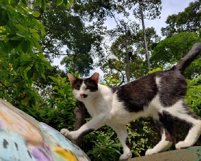 Regular visitors of the Saigon Zoo and Botanical Gardens in Ho Chi Minh City are familiar with the zoo’s stray cats.