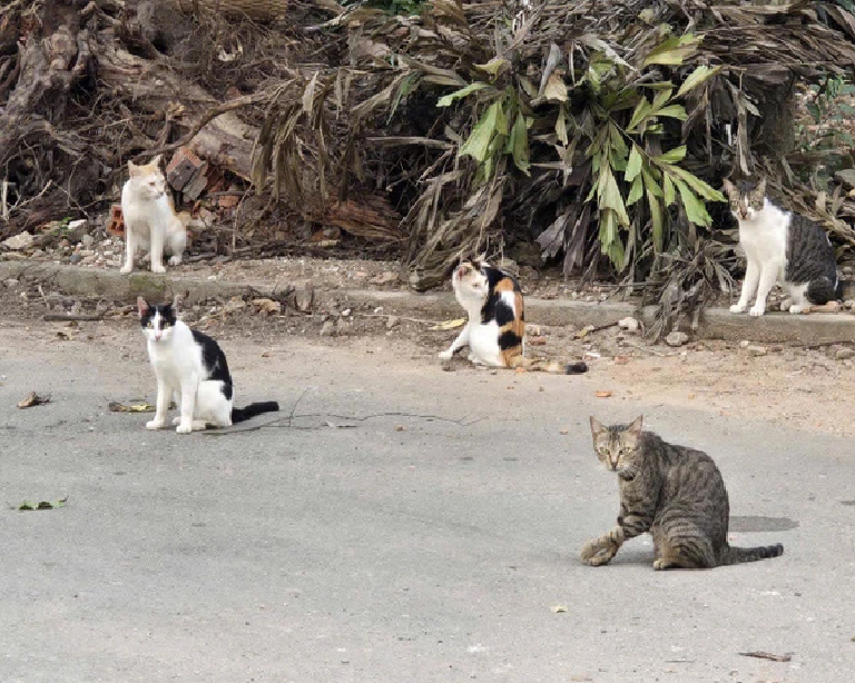 Stray cats sunbathe at the Saigon Zoo and Botanical Gardens in Ho Chi Minh City.