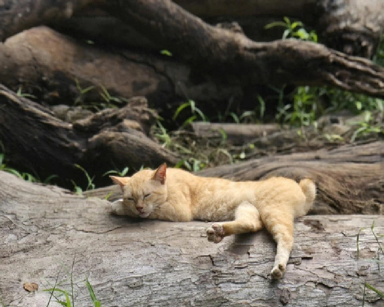 A stray cat sleeps in a bear cage at the Saigon Zoo and Botanical Gardens in Ho Chi Minh City.