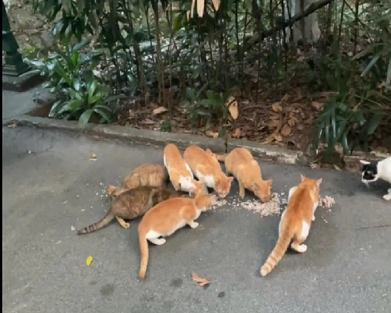 Visitors and staff at the Saigon Zoo and Botanical Gardens in Ho Chi Minh City often feed stray cats.