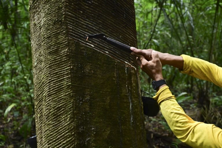 Rubber tappers forge sustainable future in Amazon