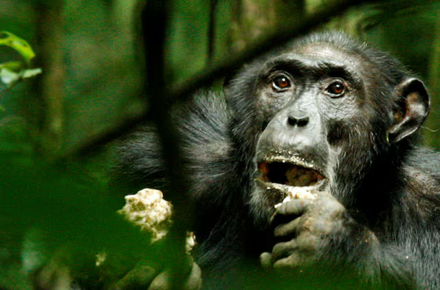 Wild chimpanzees adapt genetically to different habitats