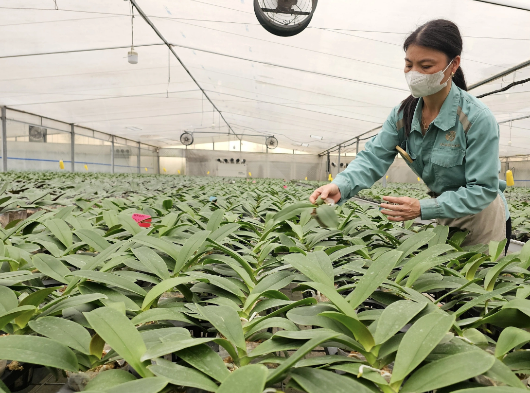 A worker takes care of orchids at a hi-tech garden in Hanoi. Photo: Thai Loc / Tuoi Tre