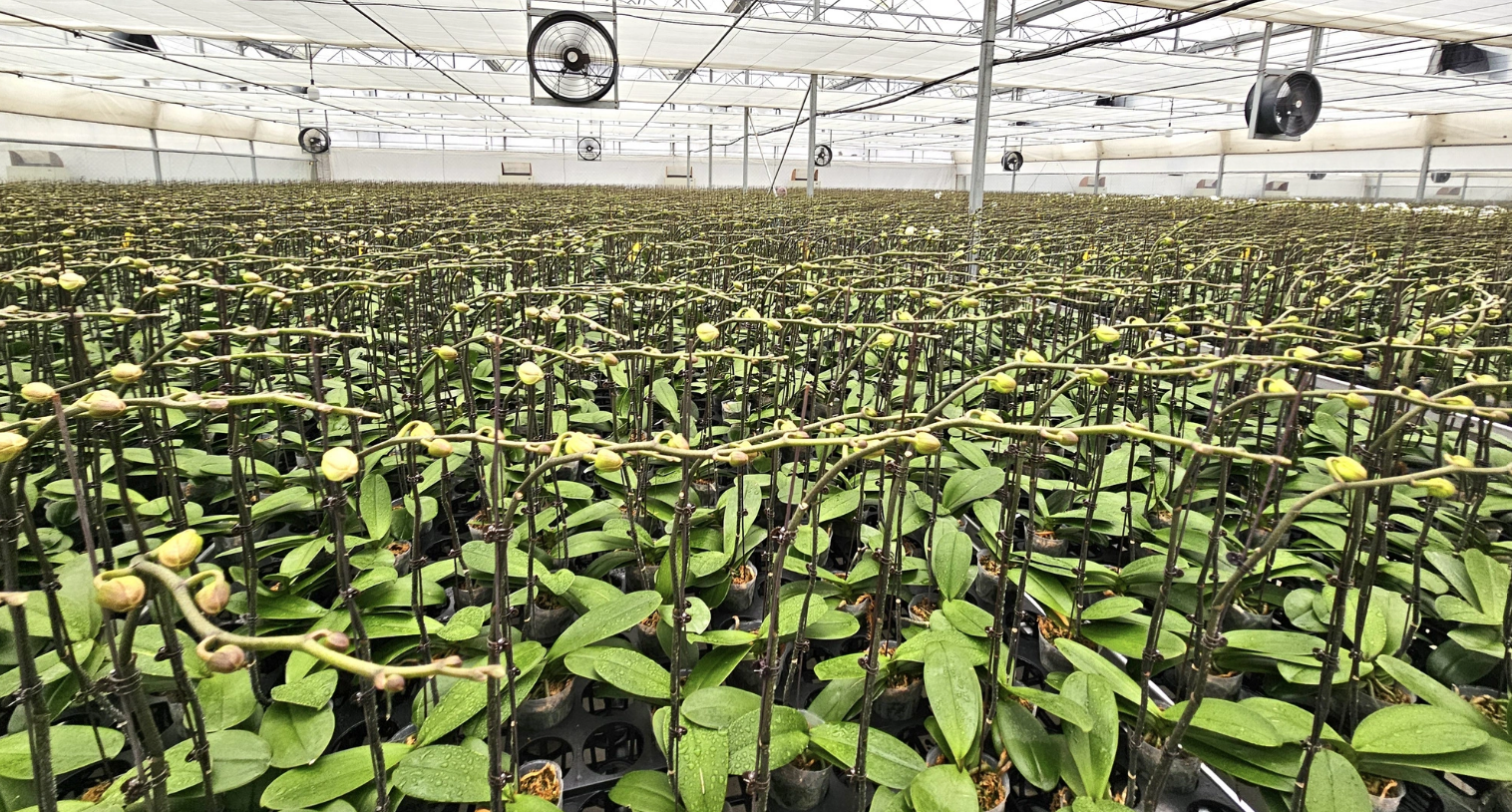 Thousands of orchid plants cultivated for the upcoming Lunar New Year holiday. Photo: Thai Loc / Tuoi Tre