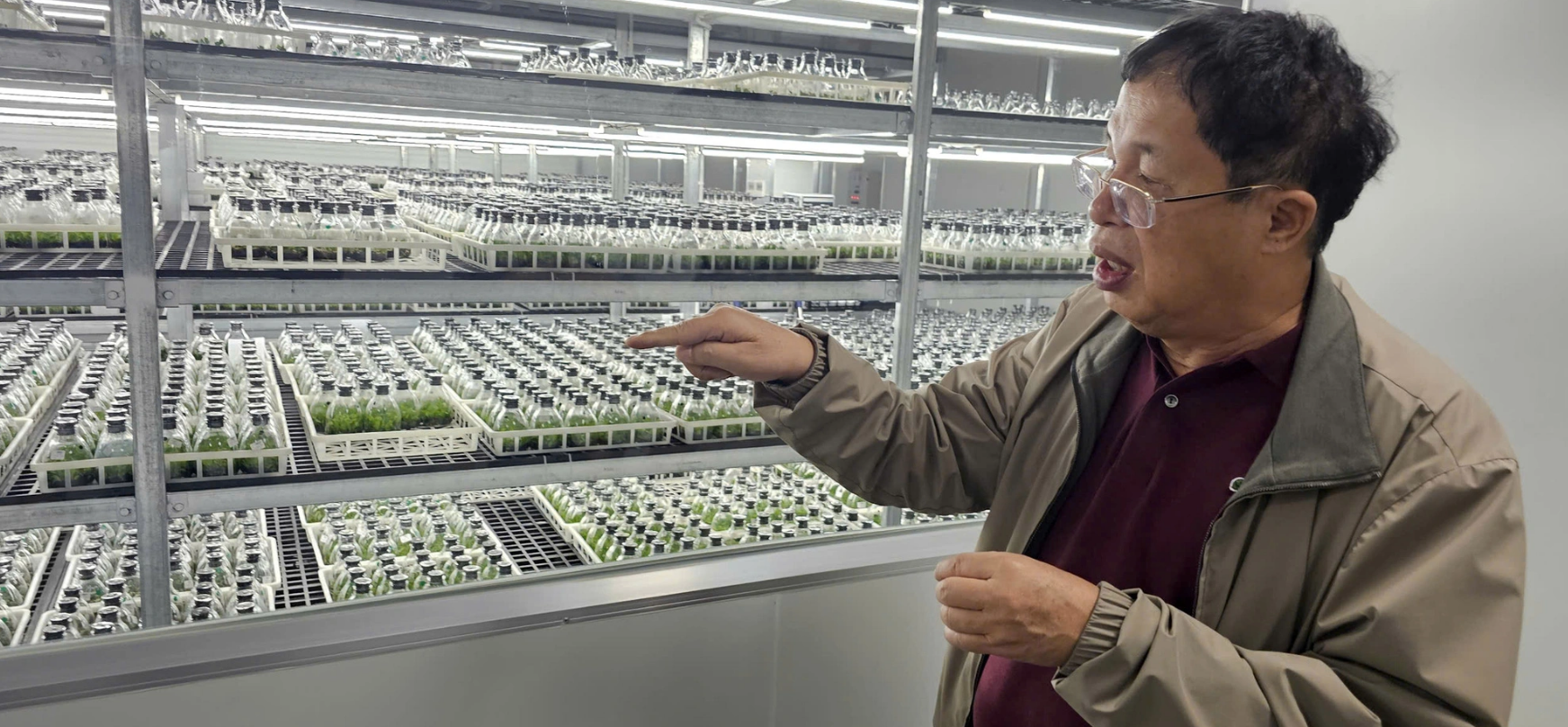 The Phalaenopsis orchid tissue culture facility meets international standards, producing millions of orchid seedlings each year. Photo: Thai Loc / Tuoi Tre