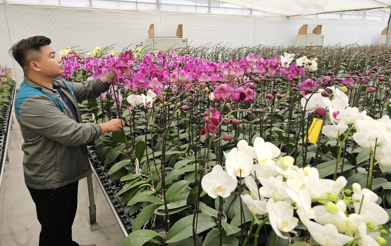 It takes each orchid plant nearly three years to grow from a seedling to full bloom. Photo: Thai Loc / Tuoi Tre