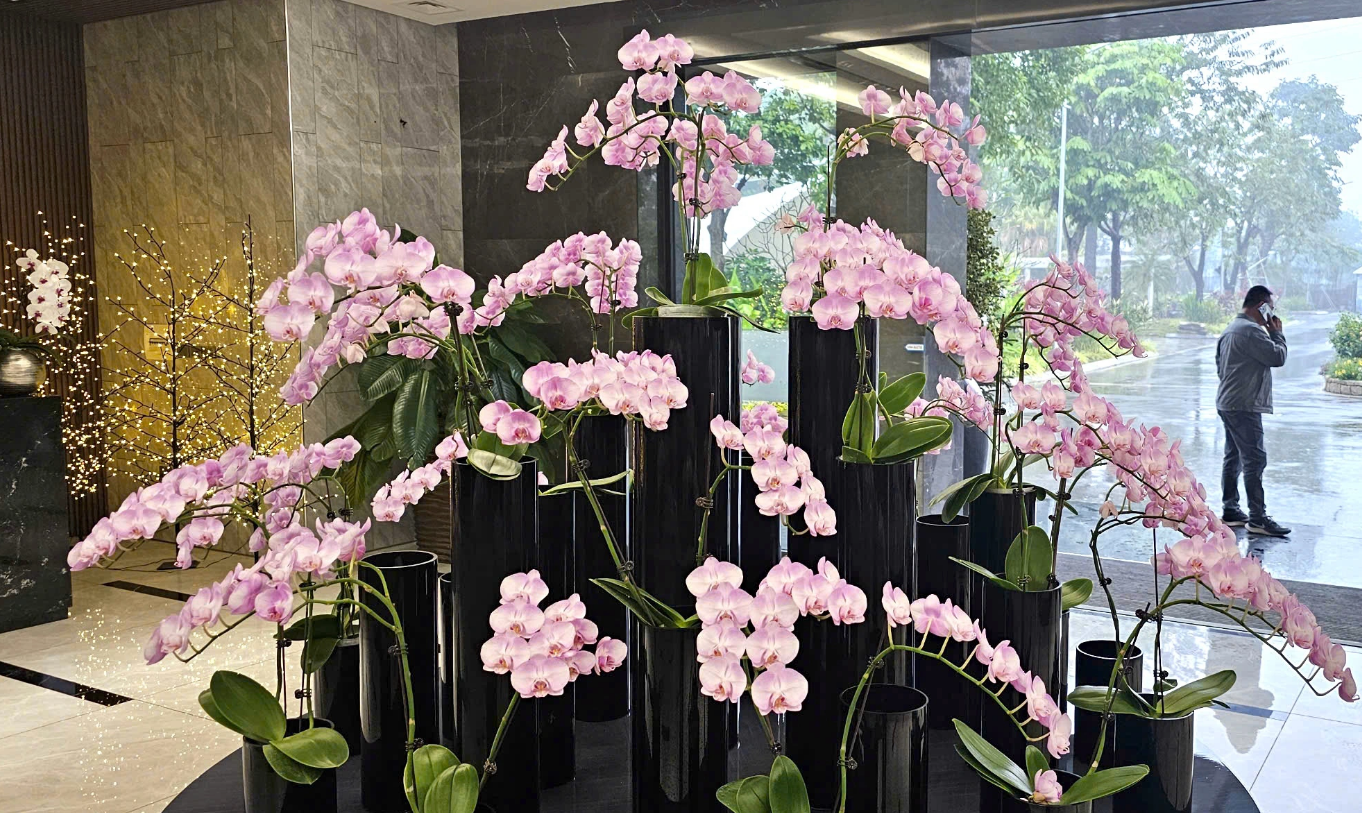 The Phalaenopsis orchid pots are on display at the headquarters of Global Investment Development High Technology JSC. Photo: Thai Loc / Tuoi Tre