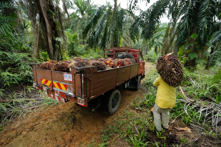 Malaysia says EU deforestation law presents challenges, opportunities for palm industry