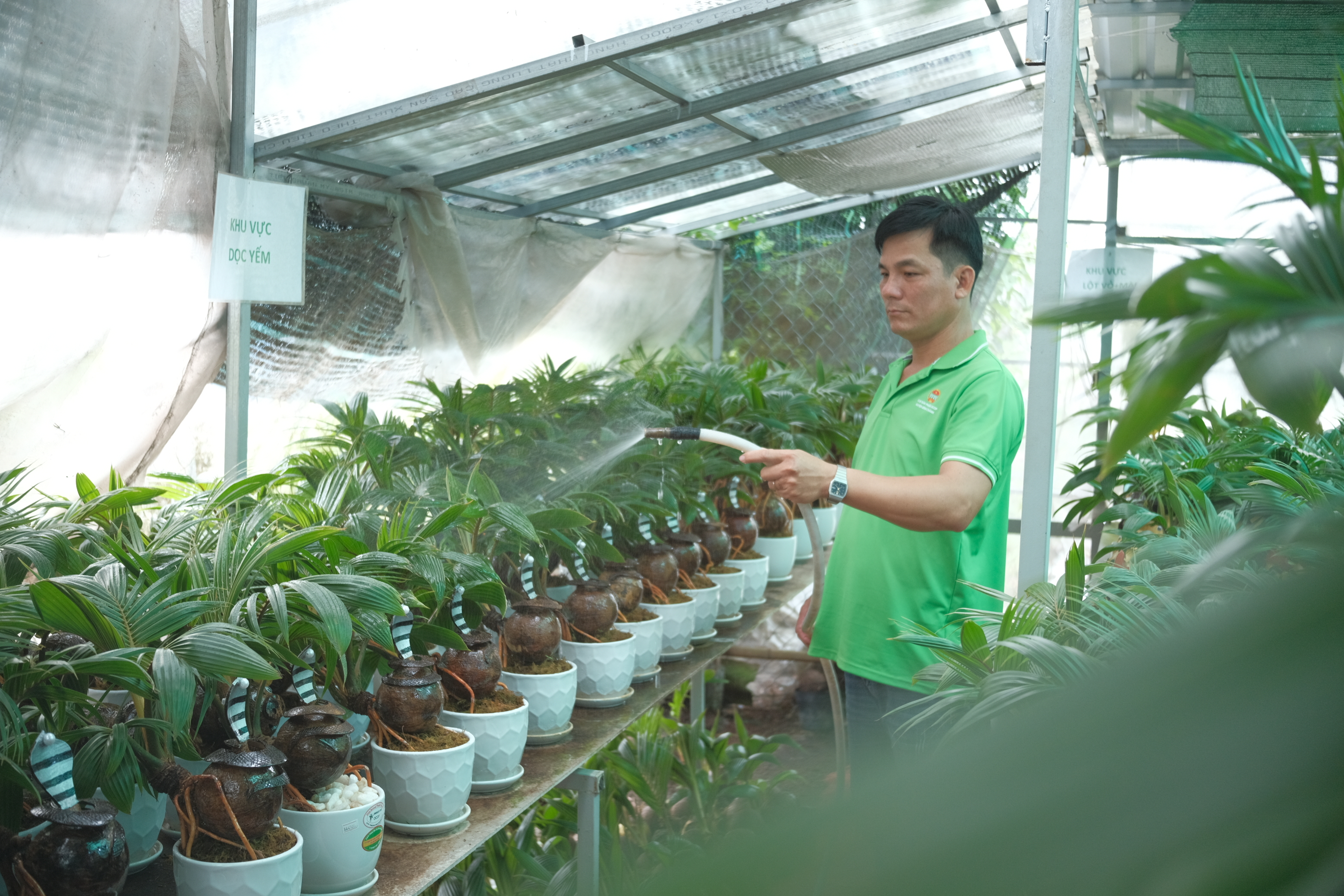 Dau Thanh Tung, 44, waters coconut bonsai in his garden in Binh Chanh District, Ho Chi Minh City. Photo: Ngoc Phuong / Tuoi Tre News