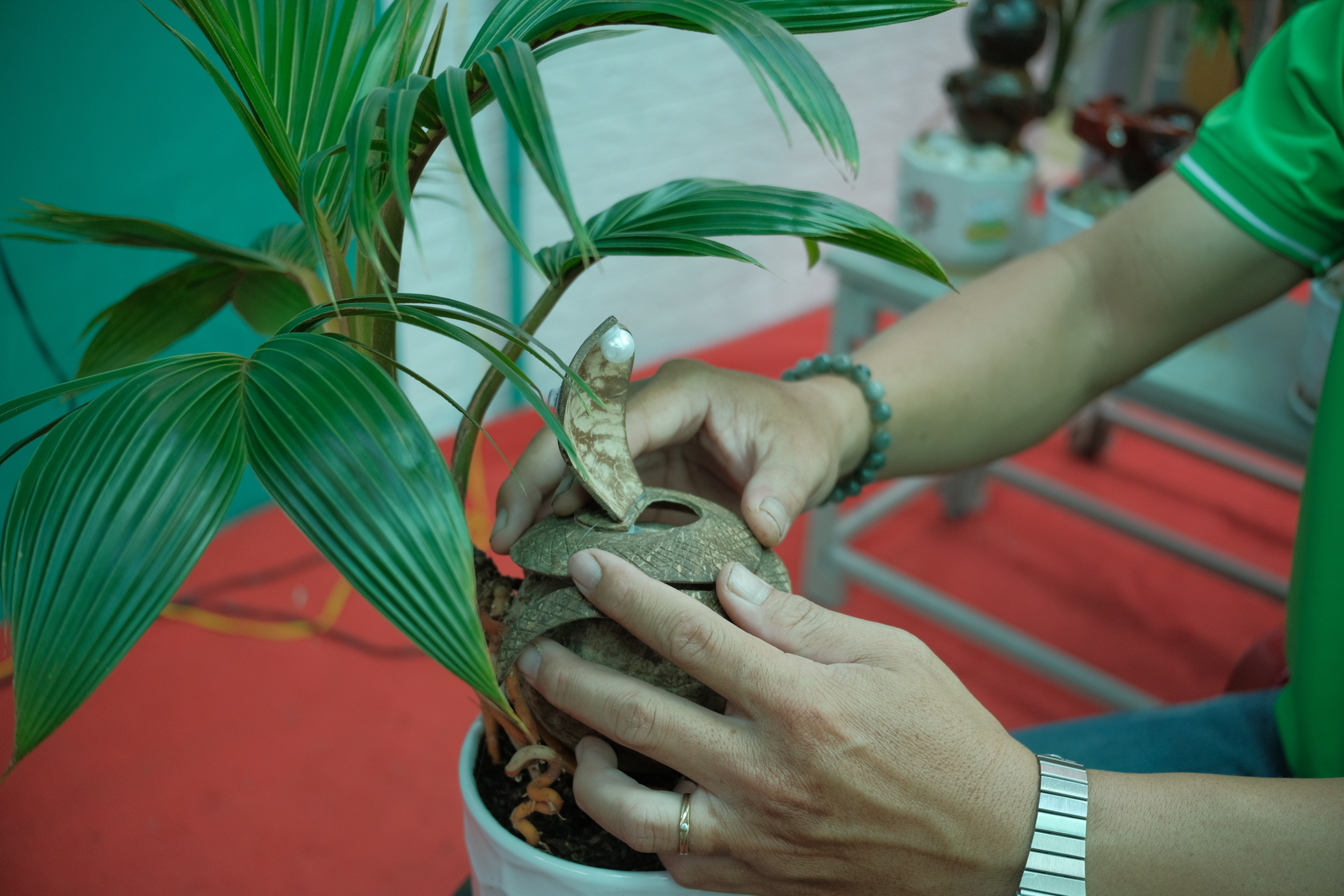 Ho Chi Minh City man crafts coconut bonsai with snake sculptures to celebrate Tet