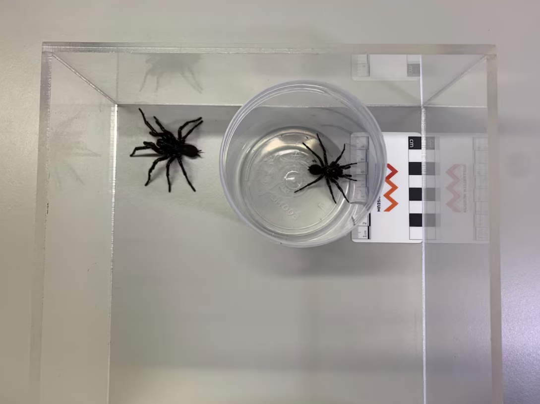 Australian scientists discover bigger species of deadly funnel web spiders