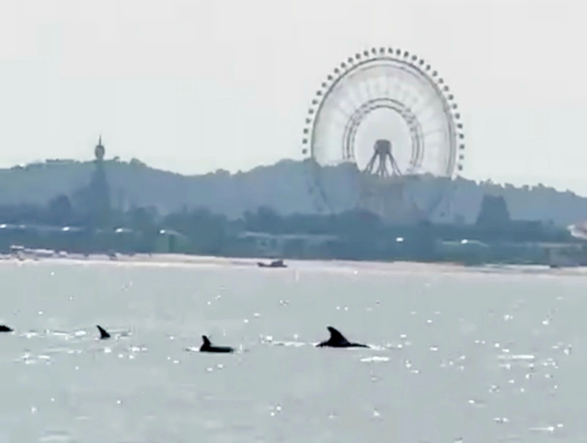 School of dolphins thrills tourists in Vietnam’s Phu Quoc waters